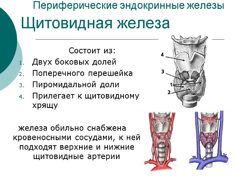 Периферические эндокринные железы Состоит из: Двух боковых долей  Поперечного перешейка Пиромидальной доли Прилегает